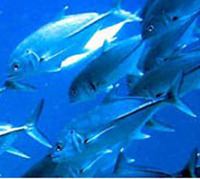 Introducir pescado azul en la dieta de los jóvenes reduce la prevalencia de enfermedades cardiovasculares y metabólicas