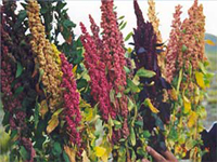 Uruguay se suma a la celebración del año internacional de la quinua