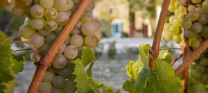 Torres lanzará a finales de año su primer espumoso catalán