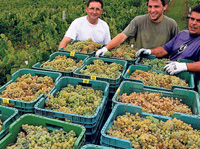 La Denominación de Origen Rías Baixas cierra vendimia con más de 41 millones de kilos de uvas