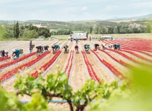 vitis navarra
