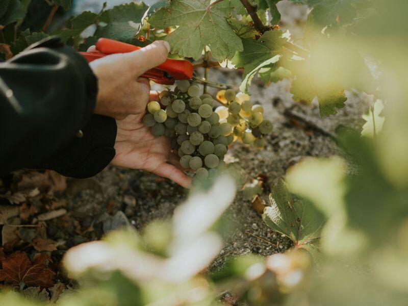 vendimia de Bodegas José Pariente 