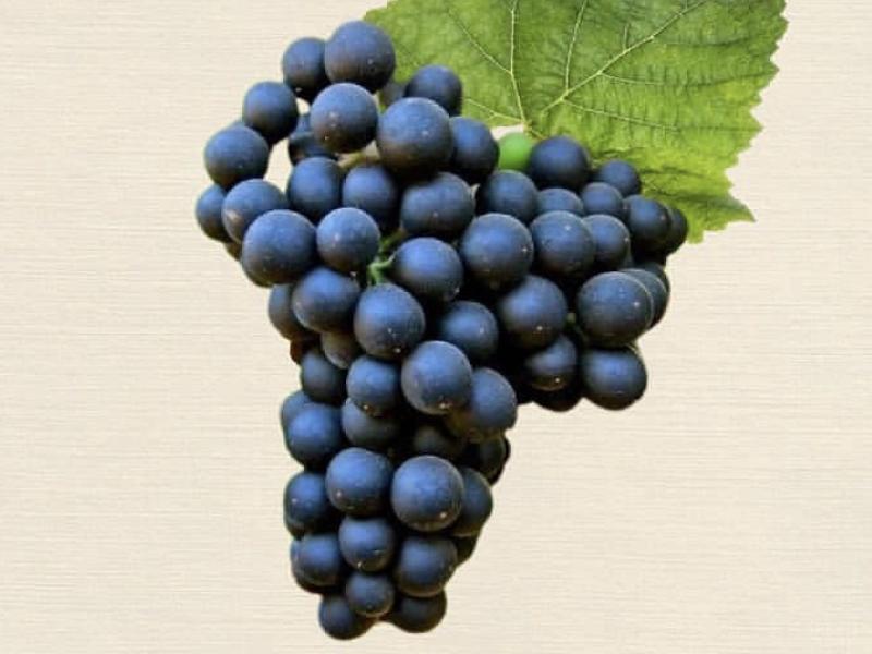 cabernet sauvignon