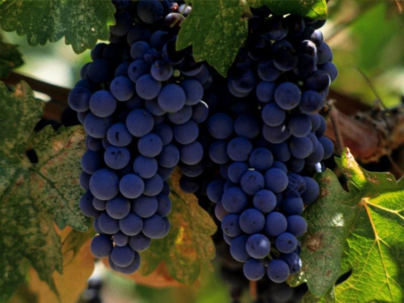 uva merlot