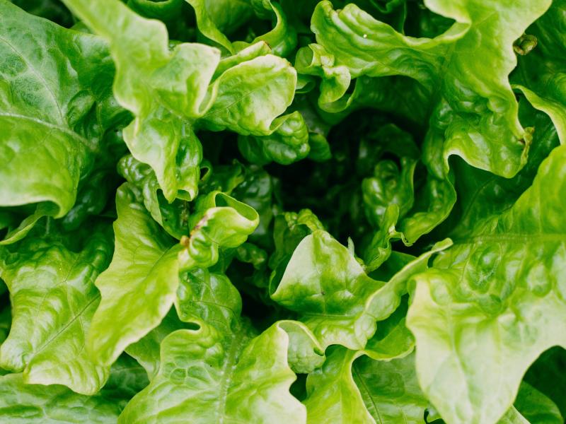 lechuga