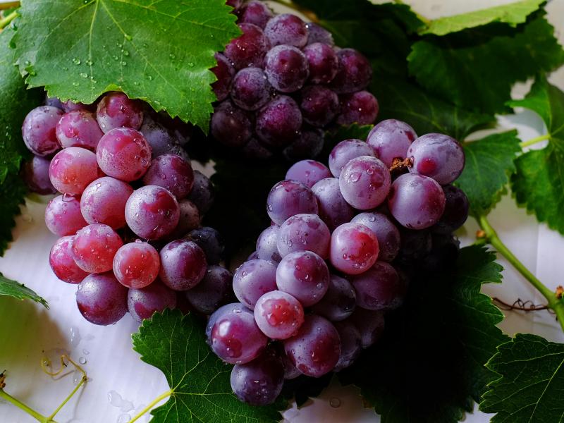Uva Malbec