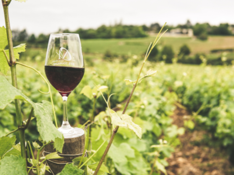 vino organico argentino