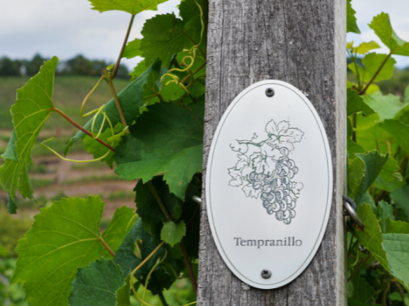 uva tempranillo
