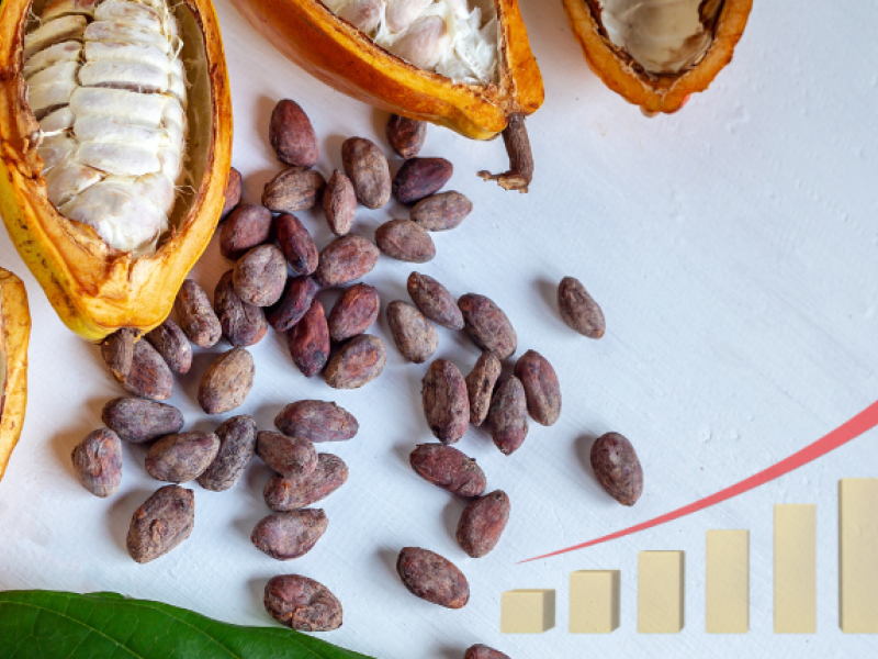 crisis del cacao