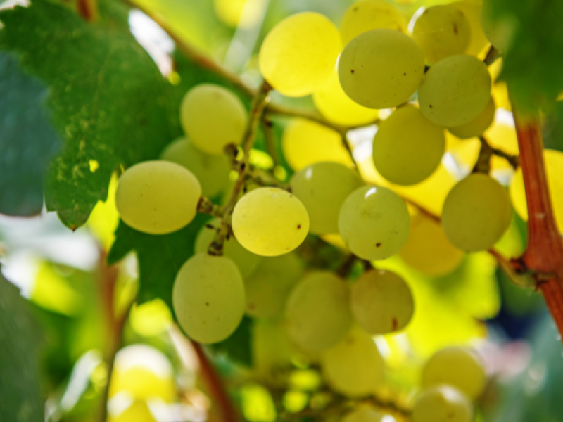 dia-mundial-uva-furmint