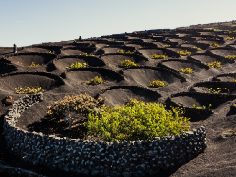vinos-islas-canarias