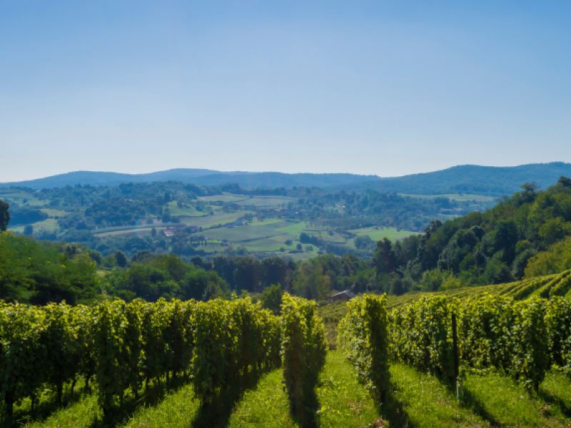 vinos-eslavonia-croacia