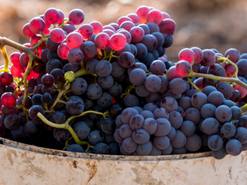 garnacha-peluda