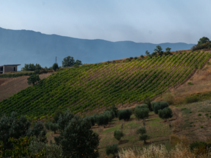 aglianico