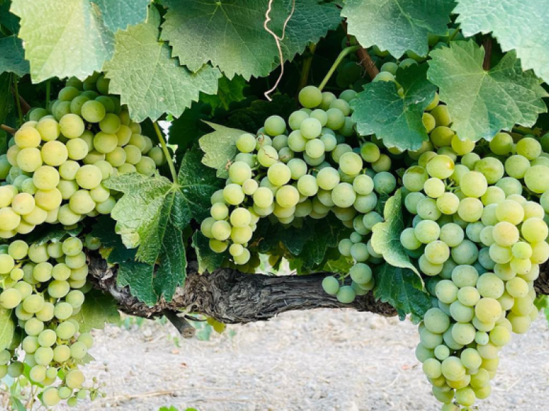 uva garrido fino