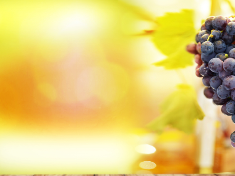 vino