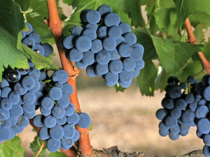 Garnacha de Aragón