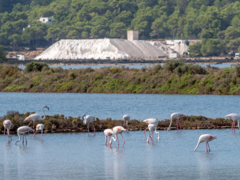 Sal de Ibiza recolectada en Salines de Ibiza