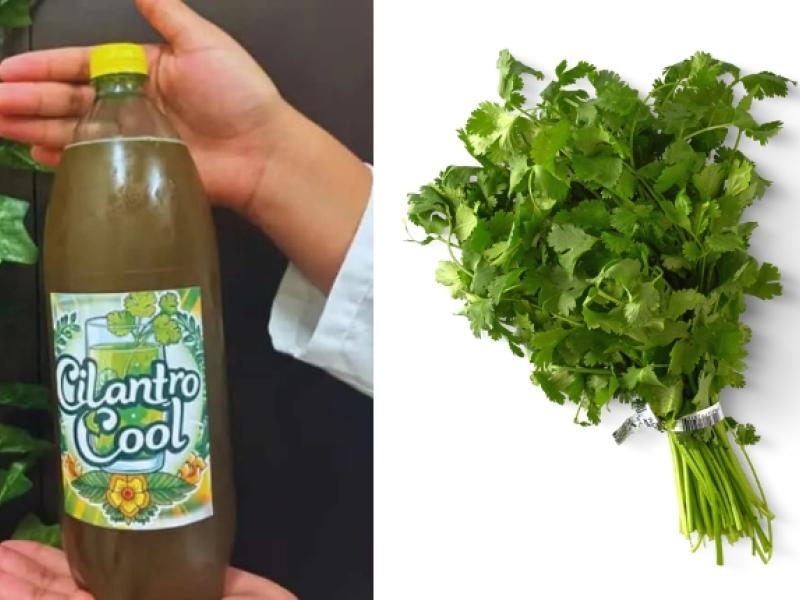 cilantro cool