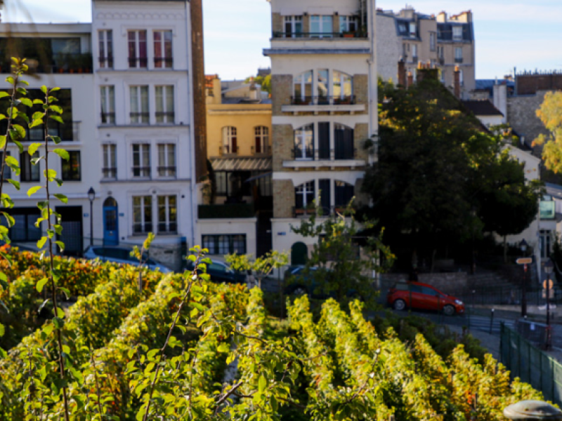 viñedo en París
