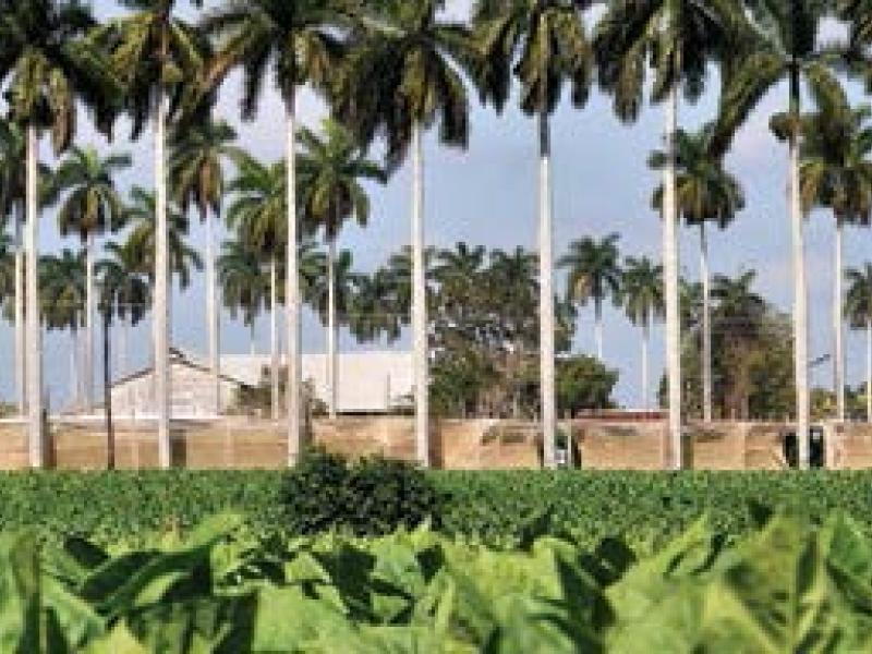 Un viaje a la tierra del mejor tabaco del mundo
