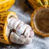 El origen del cacao se resuelve en Ecuador